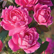 The Pink Double Knock Out® Rose